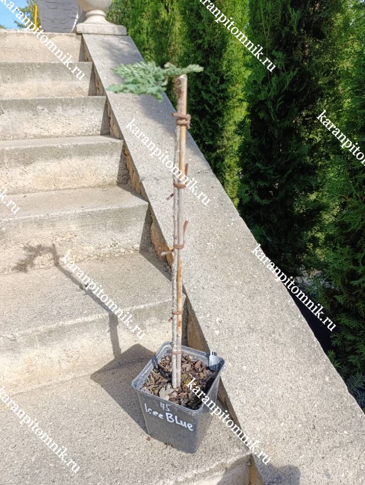 Можжевельник горизонтальный Айси блю (штамб Ра45) фото